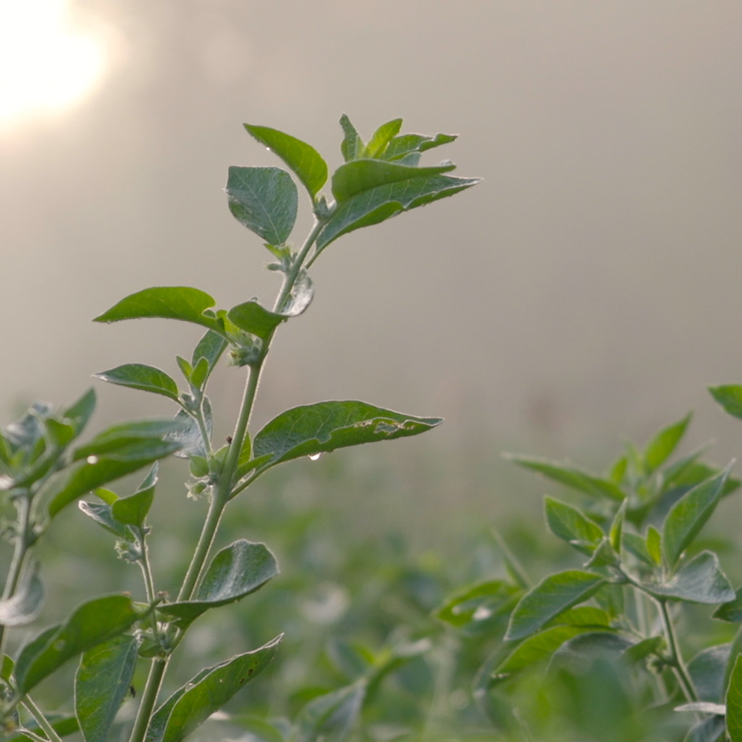 Ashwagandha Pflanze Ashwagandha Pflanze
